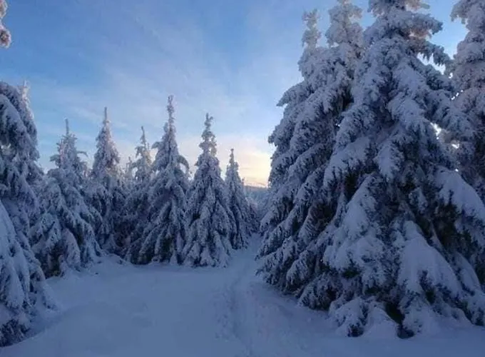 Zielona Przystan Apartment